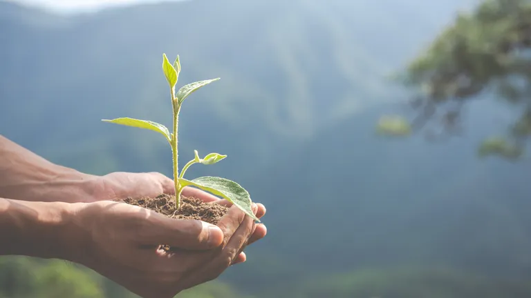 A plant in the hands